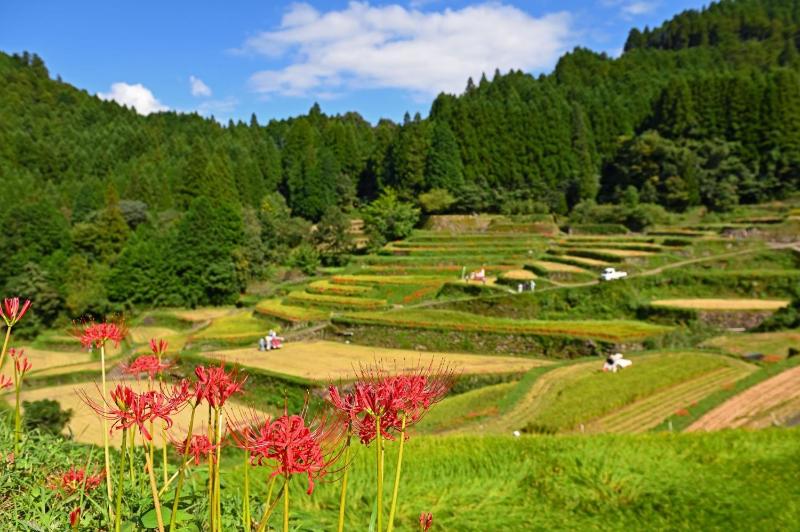Omuta Heights