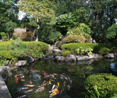 Koi swimming in a landscaped pond at ABBA Resorts Izu in Shizuoka garden setting