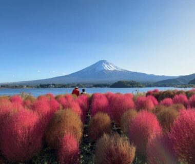 Pink kochia shrubs by a lakeshore with Mount Fuji in the background and visitors enjoying the view