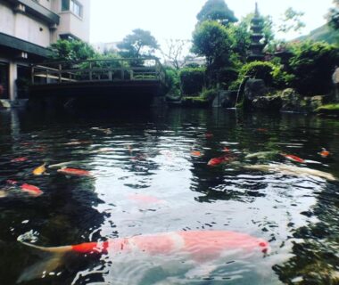 Colorful koi swimming in a tranquil garden pond beside Bosenkan's traditional building in Gifu, Chubu