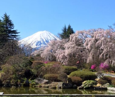 Cherry blossom trees and snow-capped Mount Fuji across a tranquil garden pond at Fuji View Hotel, Yamanashi