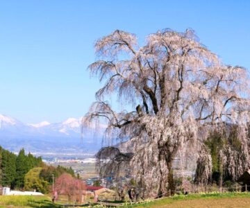 Fujiiso