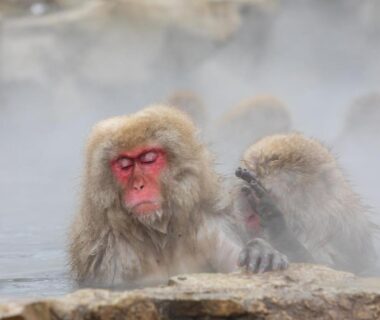 Japanese macaques bathing in steaming onsen at Fukeikan, Nagano, Chūbu