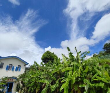 White guesthouse with blue shutters beside dense tropical foliage under wide blue sky in Shizuoka