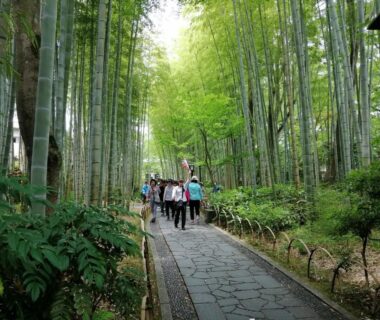 Stone walkway through tall bamboo grove with visitors, Hamayuu, Shizuoka, Chūbu Japan