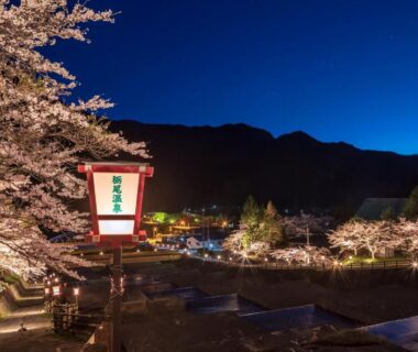 Illuminated cherry blossoms and lanterns along riverside near Hirayukan in Gifu mountains at dusk