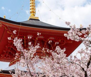 Pagoda roof and cherry blossoms for Hotel Wakamizu, Hyōgo, Kansai, Japan