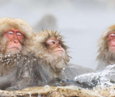 Japanese macaques soaking in hot spring at Hotel Yudanaka in Nagano