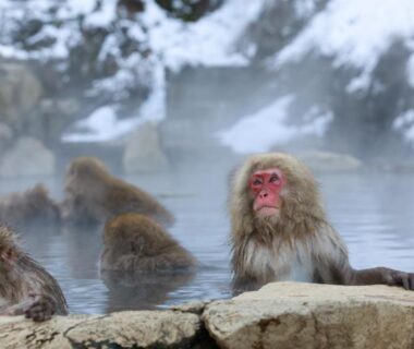 Japanese macaques relaxing in a steaming snowy hot spring near Ikariya Ryokan, Nagano, Chūbu, Japan
