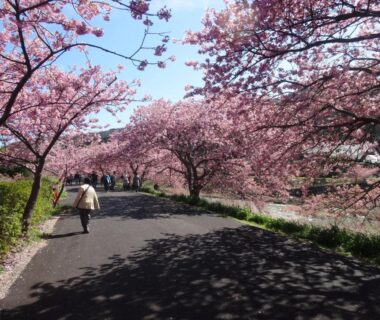 Paved path under blooming cherry trees near Ishibu-so in Shizuoka, Japan