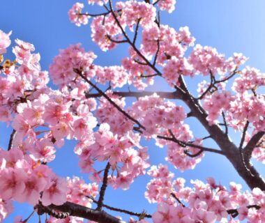 Pink cherry blossoms against blue sky at KAMENOI HOTEL Izukogen in Shizuoka, Chūbu