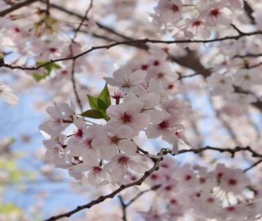 Close-up cherry blossom branches near KAMENOI HOTEL Kii-Tanabe in Wakayama, Kansai