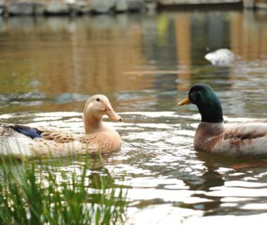 Two ducks swimming in a ryokan pond at Kagetsutei in Shizuoka Chūbu region