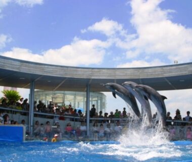 Three dolphins leaping above a pool with covered spectator seating at a marine park