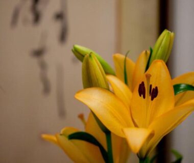 Yellow lily beside a calligraphy scroll in a traditional ryokan interior at Kimi Ryokan Tokyo