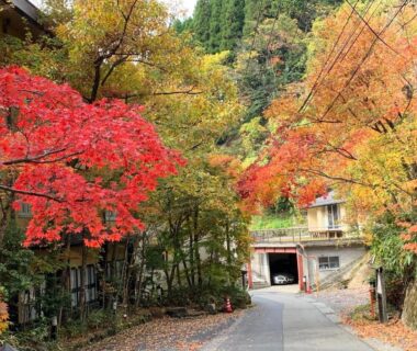 Autumn maple trees lining a quiet road toward Kinosato Yamanoyu entrance in Ōita, Kyūshū
