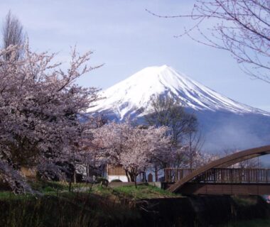 Snow-capped Mount Fuji beyond cherry blossoms and a wooden footbridge in a riverside Yamanashi setting