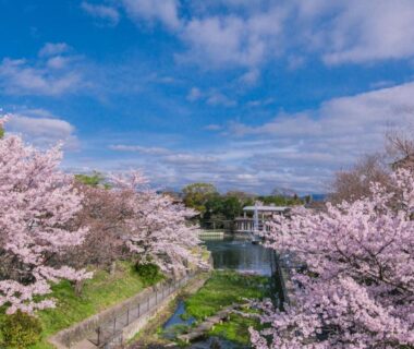 Cherry trees blooming along a river near Kyoto Nanzenji Ryokan Yachiyo in Kyoto, Kansai