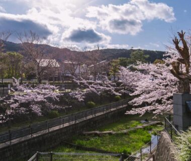 River lined with cherry blossoms and a walkway by Kyoto Nanzenji Ryokan Yachiyo in Kyoto