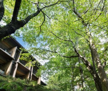 Wooden ryokan buildings with balconies nestled among fresh green trees in Shuzenji, Shizuoka