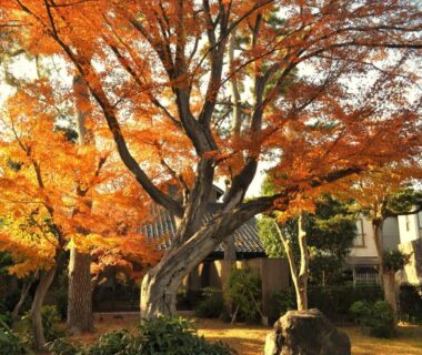 Golden maple tree in Machi no Odoriba courtyard with traditional building in Ishikawa