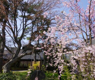 Blooming cherry trees and traditional tiled-roof ryokan building at Machi no Odoriba in Ishikawa Chubu