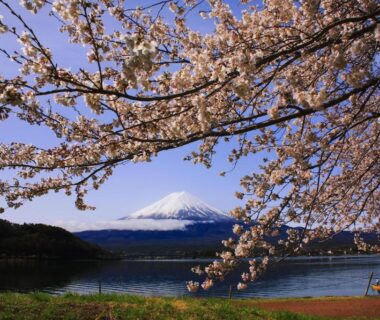 Cherry blossoms framing Mount Fuji over a lakeshore, Manten-no-Hoshi, Kanagawa, Japan