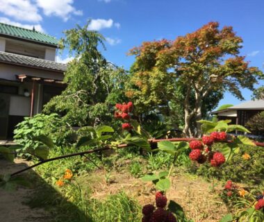 Courtyard garden with red berries and maple trees at Masugataya Ryokan, Chiba, Kantō