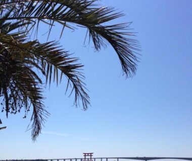 Palm tree and torii gate overlooking calm bay along Shizuoka coast near Minshuku Takahashi Kashibuneten