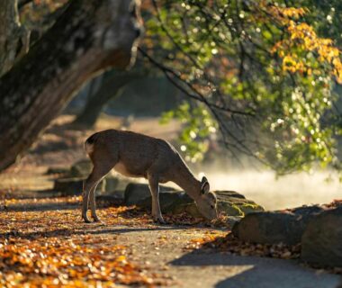 Deer grazing on a leafy path with dappled sunlight near Nara Inn, Nara, Kansai