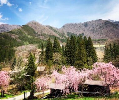 Weeping cherry trees beside wooden cottages at Onyado Hisui in Gifu, Chūbu, Japan with forested mountain backdrop