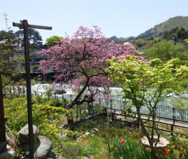 Pink flowering tree, garden and mountain backdrop at Oyado Matsubaya in Gunma Kanto