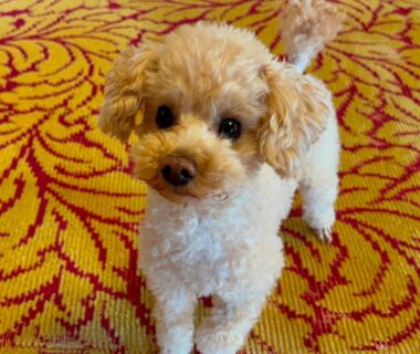 Small apricot poodle on patterned carpet at Ryokan Karasawa, Chūbu, Ishikawa, Japan