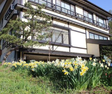 Daffodils in foreground of traditional ryokan exterior with wooden lattice, Gifu, Chūbu, Japan