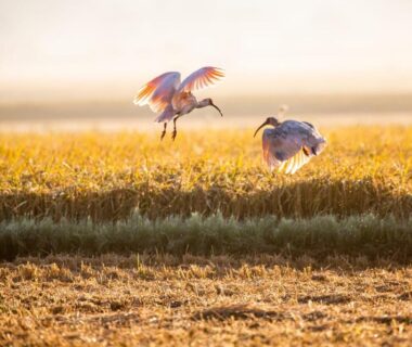 Two cranes landing in golden rice field Sado Ryosou Minato Niigata