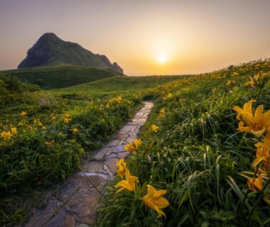 Stone path through yellow flowers leading toward a mountain near Sado Ryosou Minato, Niigata, Chūbu