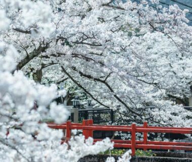Sakura trees framing a red bridge near Sensui ryokan in Hyōgo, Kansai