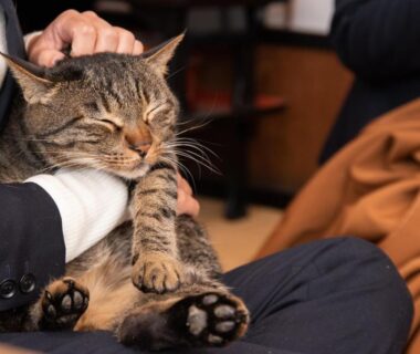Guest holding a relaxed tabby cat on lap inside Setoguchi ryokan in Niigata, Chūbu, Japan