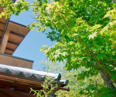 Green maple leaves beside traditional roof eaves at Tabist Chikuba Shinyotei Hakodate Yunokawaonsen in Hokkaidō