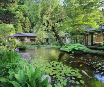 Lily covered pond with wooden walkways and traditional buildings at Tachibanaya in Yamagata