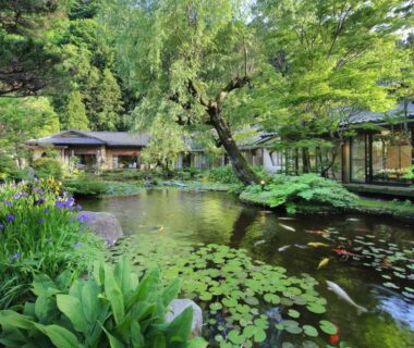 Lily covered pond with wooden walkways and traditional buildings at Tachibanaya in Yamagata