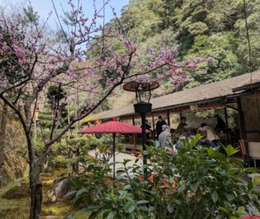 Cherry blossoms and red umbrella on garden terrace at Takao Kanko Hotel in Kyoto