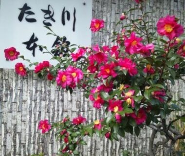 Pink camellia plants beside Takigawa Ryokan entrance sign in Kyoto