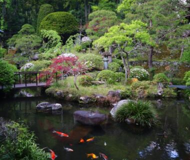 Koi pond and wooden bridge in Japanese garden at Temple Lodging Shukubo Kakurinbo, Yamanashi