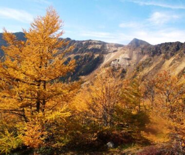 Golden larch trees and rugged mountain slopes near Tengu Onsen Asama Sanso in Nagano, Chūbu