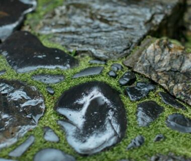 Wet moss between stone stepping stones in Toshiharu Ryokan garden Kyoto Kansai