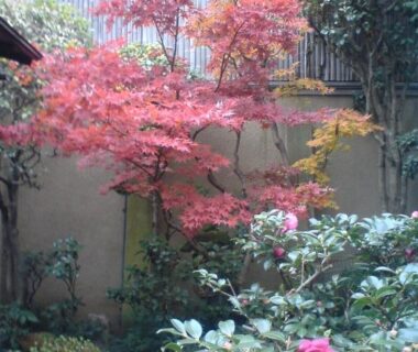 Red maple and green shrubs in a small ryokan courtyard at Tsubakiso in Nara, Kansai