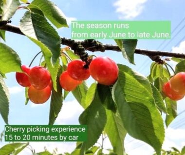 Ripe cherries hanging on branches at Tsukinoike ryokan in Tohoku Yamagata under blue sky