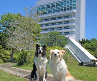 Two dogs seated on lawn in front of multi-story Wan Wan Paradise building in Wakayama