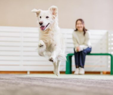 White dog leaping indoors while guest watches on bench at Wan Wan Paradise Premier Shiobara, Tochigi